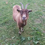 Сasa de vacaciones Les Grands Riez - A La Campagne Guny
