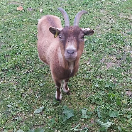 Vakantiehuis Les Grands Riez - A La Campagne Guny